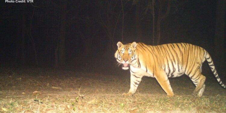 Tiger in Valmiki Tiger Reserve