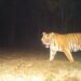 Tiger in Valmiki Tiger Reserve