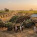 Bihar Sets 809-Lakh-Quintal Sugarcane Target; West Champaran Accounts For 526 Lakh