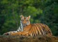 Two Fatal Tiger Attacks in 48 Hours Leave Villagers on Edge