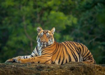 Two Fatal Tiger Attacks in 48 Hours Leave Villagers on Edge