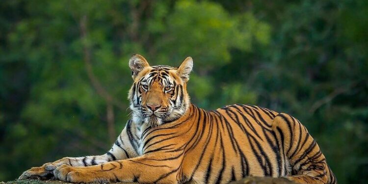 Two Fatal Tiger Attacks in 48 Hours Leave Villagers on Edge