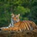 Two Fatal Tiger Attacks in 48 Hours Leave Villagers on Edge