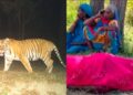 Tiger attack Kills A Woman in Valmiki Tiger Reserve’s Madanpur Forest Area in West Champaran