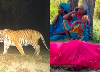 Tiger attack Kills A Woman in Valmiki Tiger Reserve’s Madanpur Forest Area in West Champaran