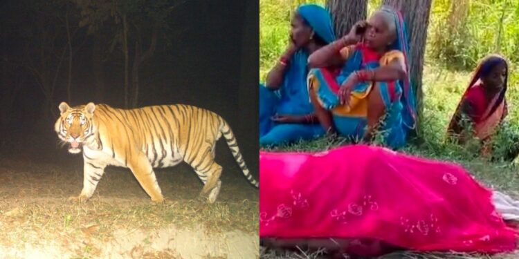Tiger attack Kills A Woman in Valmiki Tiger Reserve’s Madanpur Forest Area in West Champaran
