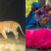 Tiger attack Kills A Woman in Valmiki Tiger Reserve’s Madanpur Forest Area in West Champaran