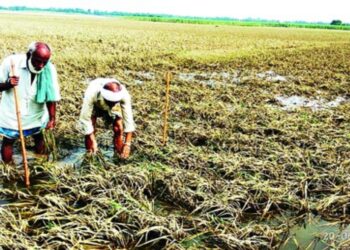 Flood-affected farmland in Bihar showing crop damage after rising water levels