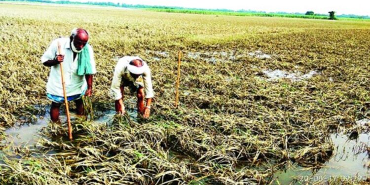 Flood-affected farmland in Bihar showing crop damage after rising water levels