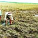 Flood-affected farmland in Bihar showing crop damage after rising water levels