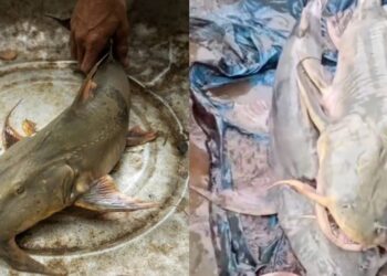 A giant catfish reportedly caught in a river in Bihar following increased water flow from Nepal floods