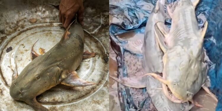A giant catfish reportedly caught in a river in Bihar following increased water flow from Nepal floods