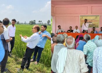Farmers and agriculture experts participate in a field day on direct-seeded rice and pest and disease management in Gaya