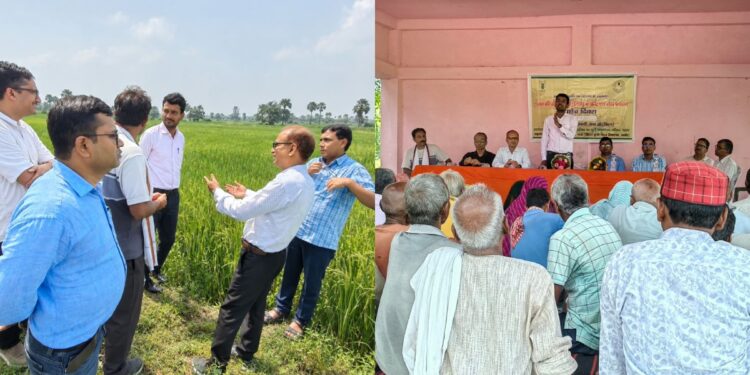 Farmers and agriculture experts participate in a field day on direct-seeded rice and pest and disease management in Gaya