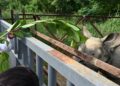 Rhino Conservation Gains Momentum In Valmiki Tiger Reserve; Rajgir Zoo Safari To Get Rhinos, Rehabilitation Plan In Two Months