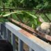 Rhino Conservation Gains Momentum In Valmiki Tiger Reserve; Rajgir Zoo Safari To Get Rhinos, Rehabilitation Plan In Two Months