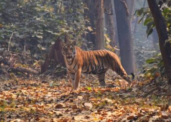 A Tigress Is Leaving Bihar — But Why Is She Being Sent To West Bengal?