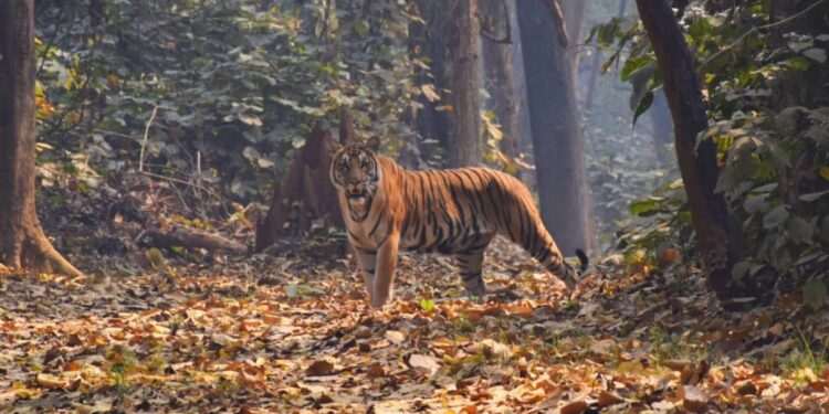 A Tigress Is Leaving Bihar — But Why Is She Being Sent To West Bengal?