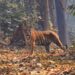 A Tigress Is Leaving Bihar — But Why Is She Being Sent To West Bengal?