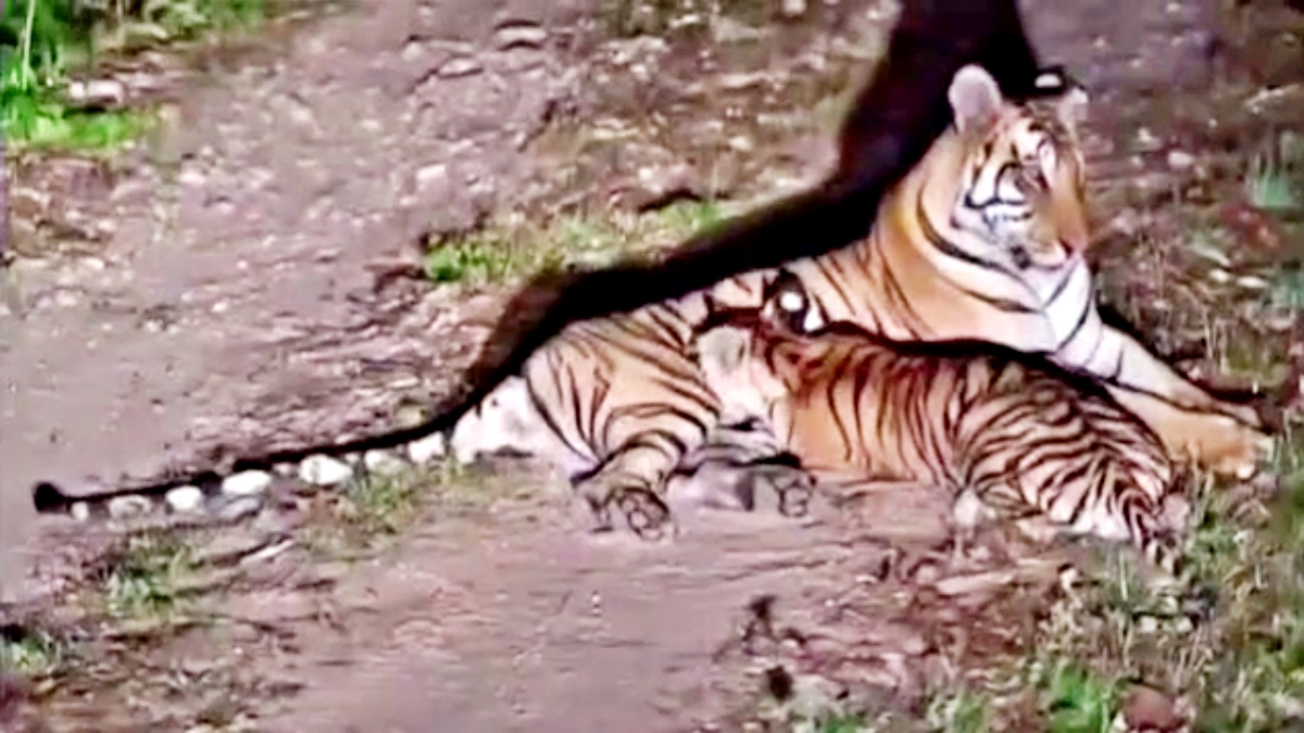 A Tigress Is Leaving Bihar — But Why Is She Being Sent To West Bengal?