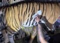 VTR Tigress Flown To West Bengal In First Inter-State Tiger Relocation From Bihar