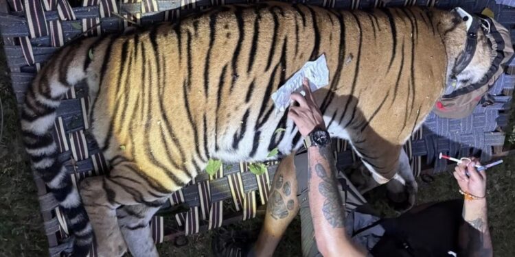 VTR Tigress Flown To West Bengal In First Inter-State Tiger Relocation From Bihar