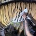 VTR Tigress Flown To West Bengal In First Inter-State Tiger Relocation From Bihar