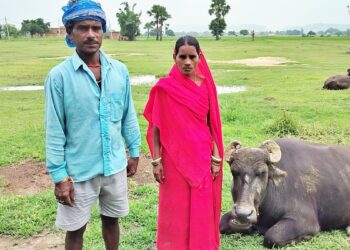 ‘Moo-ment of Truth’: Gaya Police Turn to DNA Test in Unusual Buffalo Ownership Dispute