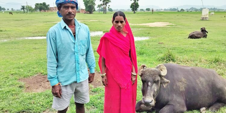 ‘Moo-ment of Truth’: Gaya Police Turn to DNA Test in Unusual Buffalo Ownership Dispute