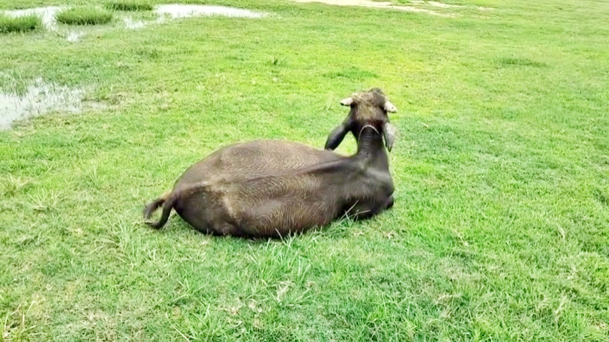 ‘Moo-ment of Truth’: Gaya Police Turn to DNA Test in Unusual Buffalo Ownership Dispute
