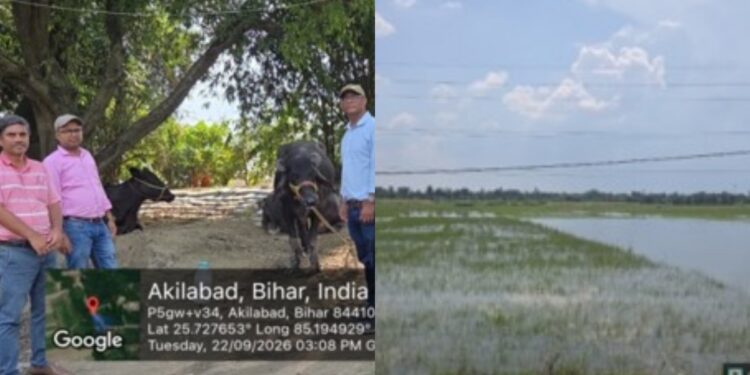 ICAR-RCER scientists assessing flood damage to crops in Saran and Vaishali