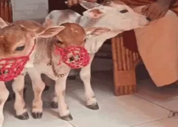 Three Punganur Cows Arrived At Badi Patan Devi Temple