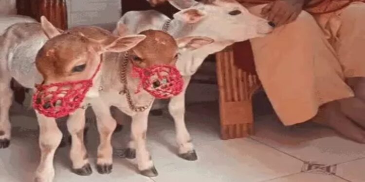 Three Punganur Cows Arrived At Badi Patan Devi Temple