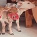 Three Punganur Cows Arrived At Badi Patan Devi Temple