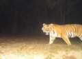 Representative image of a tigress from Valmiki Tiger Reserve after a 14-day rescue operation in West Champaran