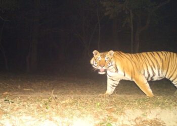 Representative image of a tigress from Valmiki Tiger Reserve after a 14-day rescue operation in West Champaran