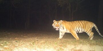 Representative image of a tigress from Valmiki Tiger Reserve after a 14-day rescue operation in West Champaran