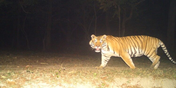 Representative image of a tigress from Valmiki Tiger Reserve after a 14-day rescue operation in West Champaran