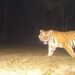 Representative image of a tigress from Valmiki Tiger Reserve after a 14-day rescue operation in West Champaran