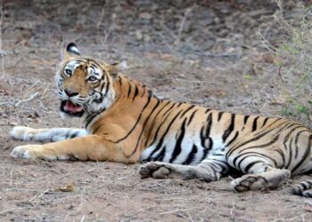 Representative image of a tigress from Valmiki Tiger Reserve after a 14-day rescue operation in West Champaran