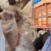 Anganwadi Workers Protest Over Alleged Poor-Quality Rice in Muzaffarpur’s Kurhani