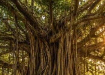 700-Year-Old Banyan in Munger Gets Scientific Proof, Becomes World’s Oldest Accurately Dated Banyan