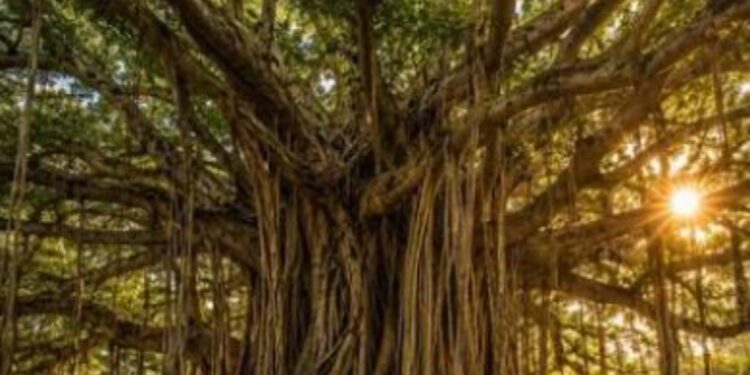 700-Year-Old Banyan in Munger Gets Scientific Proof, Becomes World’s Oldest Accurately Dated Banyan