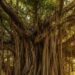 700-Year-Old Banyan in Munger Gets Scientific Proof, Becomes World’s Oldest Accurately Dated Banyan