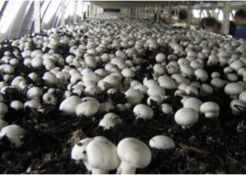 Bihar’s Mushroom Sector Emerges As A Low-Cost Driver Of Rural Incomes
