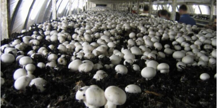 Bihar’s Mushroom Sector Emerges As A Low-Cost Driver Of Rural Incomes