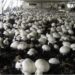 Bihar’s Mushroom Sector Emerges As A Low-Cost Driver Of Rural Incomes