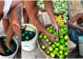 Muzaffarpur Markets Face Questions Over Alleged Chemical Treatment Of Vegetables