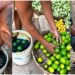 Muzaffarpur Markets Face Questions Over Alleged Chemical Treatment Of Vegetables