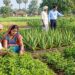 medicinal_farming_bihar